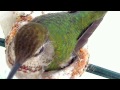 Baby Hummingbird Hatching!  Welcome, Baby Eddie!  www.ourhum