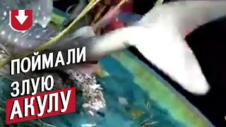 Случайно поймали акулу!