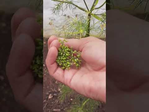 Vídeo: Colheita de bulbos de erva-doce - Como e quando colher erva-doce