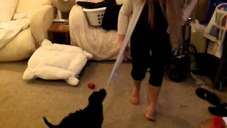 killer puppy