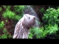 Great gray owl shaking water out of its feathers