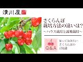 佐藤錦の栽培方法と収穫時期｜山形のさくらんぼはどう育てられるの？さくらんぼQ&A