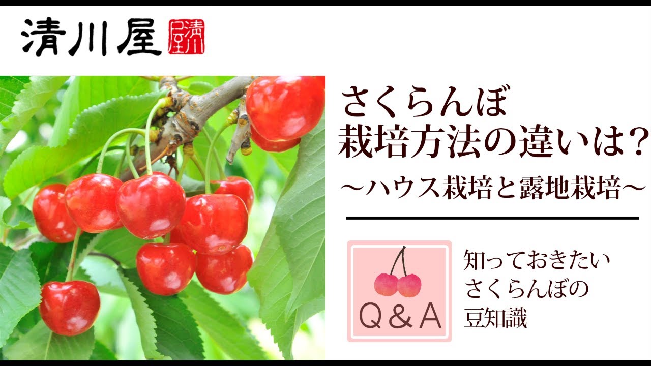 佐藤錦の栽培方法と収穫時期 山形のさくらんぼはどう育てられるの さくらんぼq A Youtube
