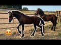 LOS DOS POTRILLOS FRIESIAN !!!