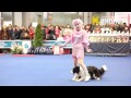 "Ordinary magic" dog dancing