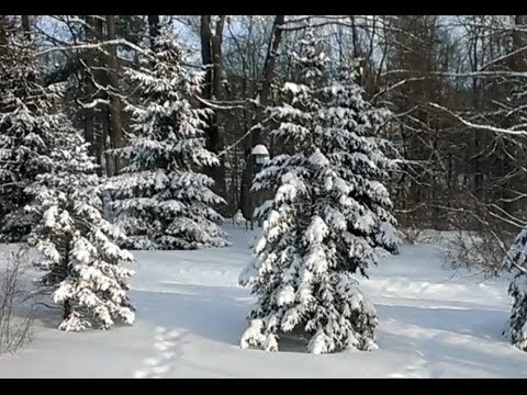 Самоцветы зима. Снег кружится, летает, летает и позёмкою клубя. Заметает зима, текст.