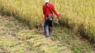 mini rice cutter machine in the philippines.grass cutter with rice harvester