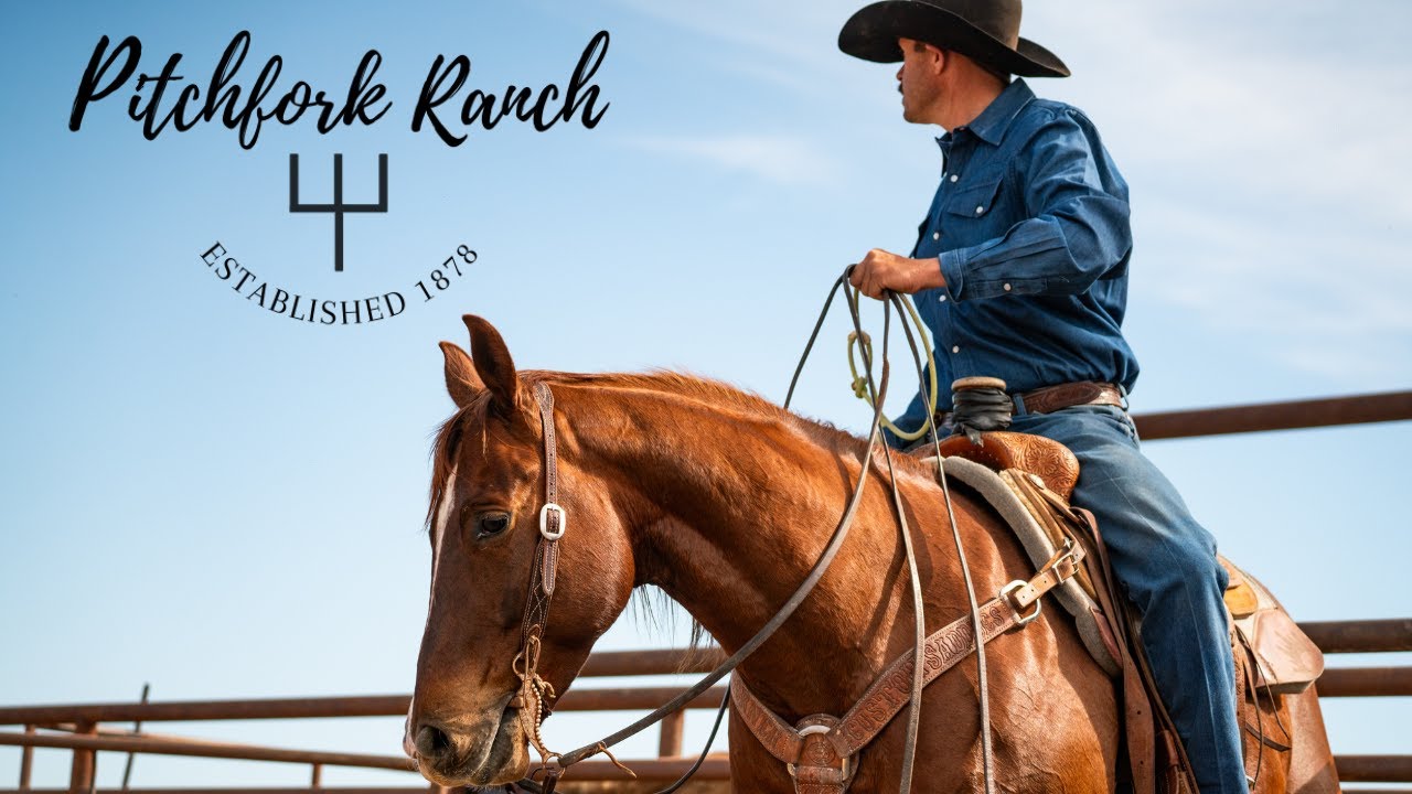 HIP #32 Cadillac - Pitchfork Ranch Sale x Parker Equine