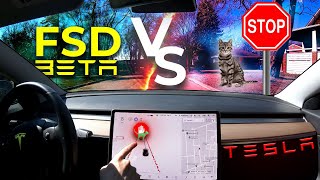 Tesla FSD Beta Stops For a Cat Closed Roads, and 4 Way Stops | Self Driving Update V8.2 2021.4.11.1