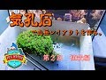 No.049 気孔石で山岳レイアウトを作る。第2回 植栽編