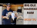 HUGE DEAD HEAD RAM SKULL CLEANING