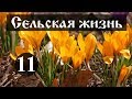 Сельская жизнь. Начало сезона.