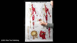 Skeletal and Muscles Front Back Large Poster