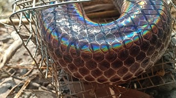 #117.🐍 Thánh Bẫy Rắn Tiếp Tục Thu Phục Quái Vật Rừng Già|| út lãng tử 2