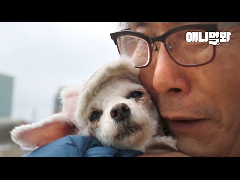 당신의 반려견을 더 사랑하는 방법ㅣHow To Love Your <strong>Dog</strong> Even <strong>More</strong>
