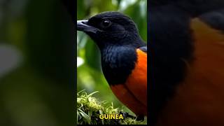 This Cute Bird Is Secretly Toxic — Never Touch It 😱(Hooded Pitohui)#shorts#birds