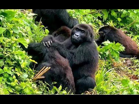 The gorgeous Gorillas at GRACE. 24 October 2019 The gorgeous Gorillas at GRACE. 24 October 2019