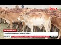 Kaunti Ya Samburu Yazindua Mpango Wa Kusambaza Ng Ombe Wa Sahiwal Ili Kuimarisha Ufugaji Kaunti Ya Samburu Yazindua Mpango Wa Kusambaza Ng Ombe Wa Sahiwal Ili Kuimarisha Ufugaji