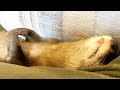 An otter that can't stop twitching even when she's sleeping. [Otter life Day 508]