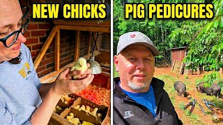 75 Chicks Arrive and Potbellied Pig Pedicures 