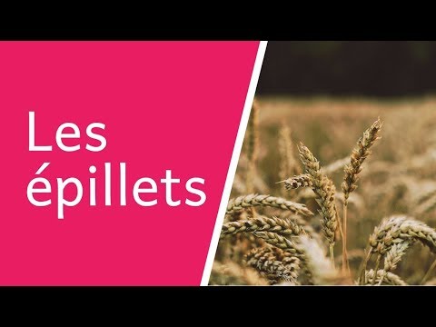 Vidéo: Où trouve-t-on l'épillet ?