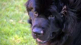 How to Care for a Newfoundland Dog: Tips from Famous Owners!