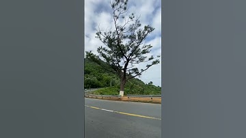 Cây thông cô đơn đèo Hải Vân