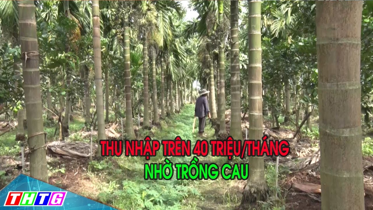 Thu nhập trên 40 triệu/tháng nhờ trồng cau