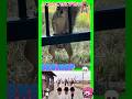 #funny #tiktok #リス