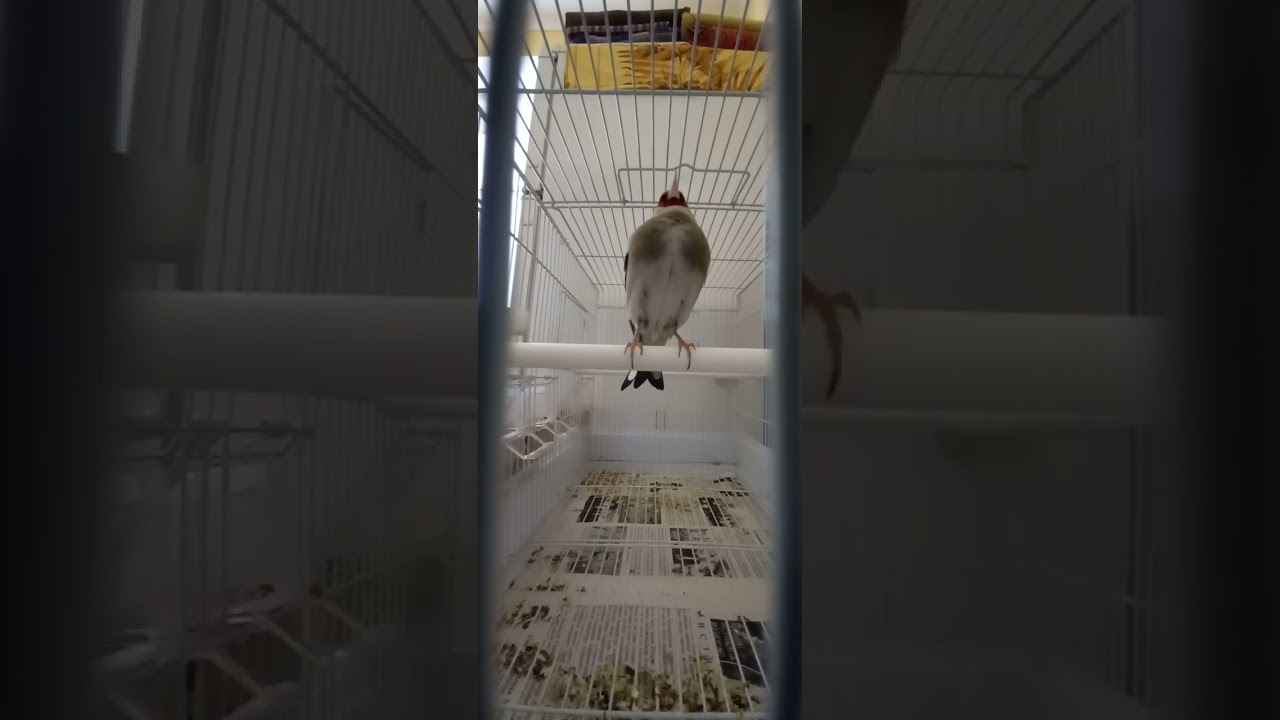 Саъва чир чиррак 