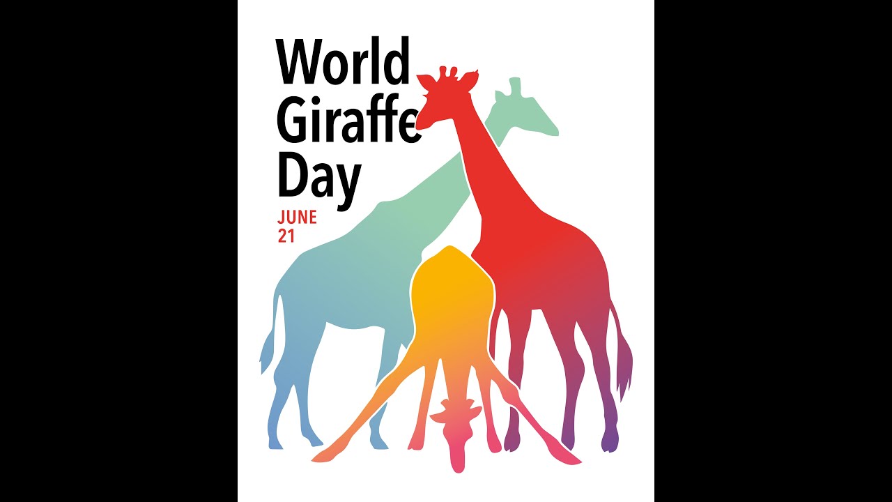World Giraffe Day 21 June Giraffe Conservation Foundation Youtube