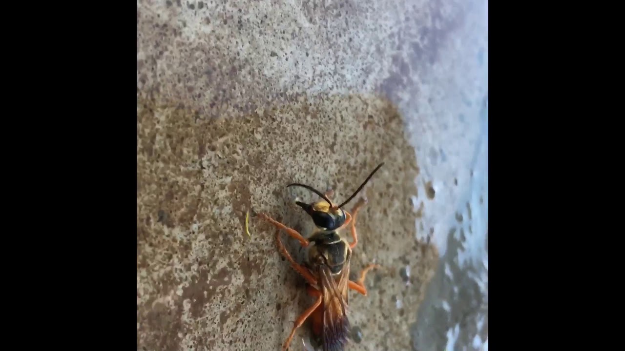 Wasp or flying ant