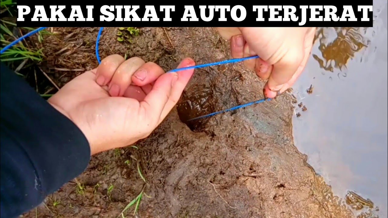 Cara Mudah Jerat Belut 
