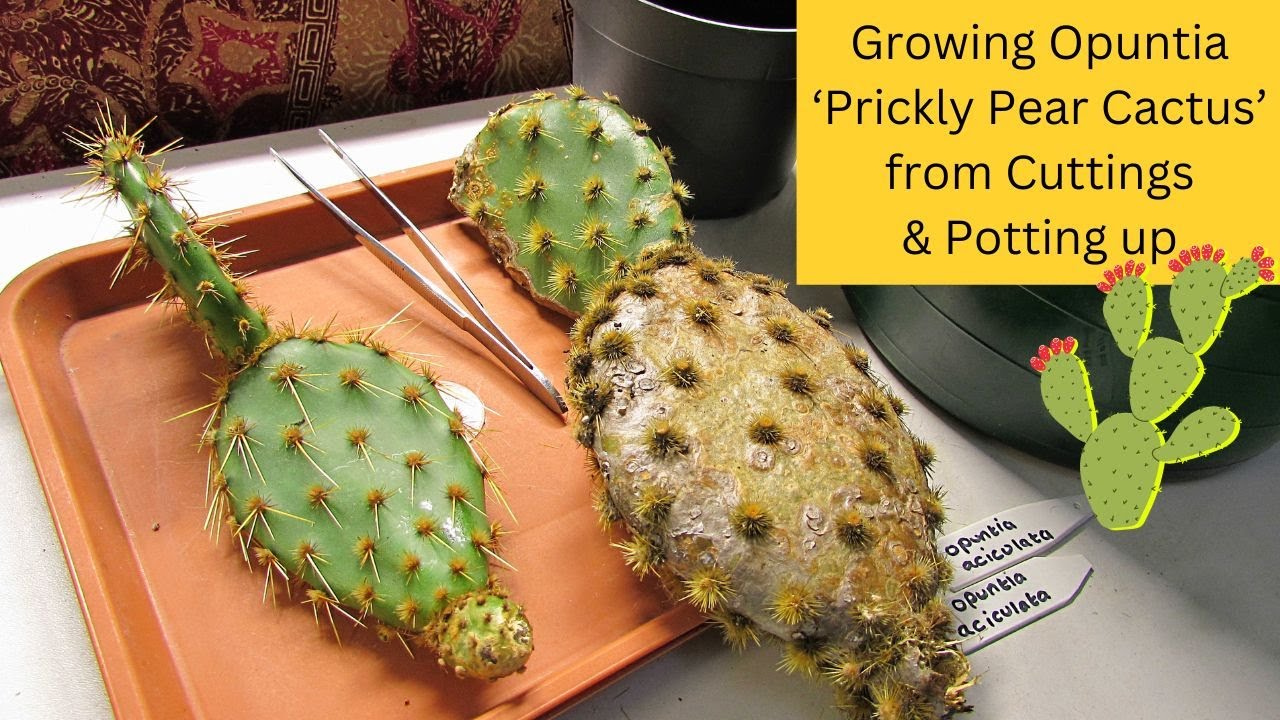 Growing Opuntia 'Prickly Pear Cactus' from Cuttings & Potting up.| Opuntia  Cactus #cactus #cacti