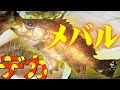 春の磯釣りで爆釣！ 35cmのデカメバル Surf-fishing