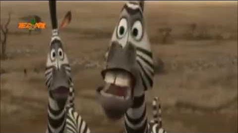 Tezabi Totay : Sher ty Zebra