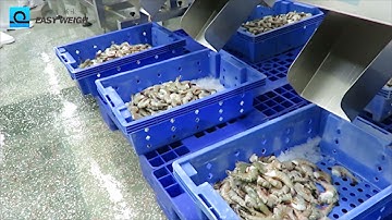 Weight Grader  Shrimp grading automation
