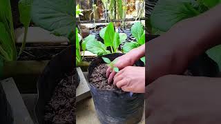 #সার_প্রয়োগ #জৈব_সার #কৃষি_কাজ #Fertilizing #FertilizerApplication #SoilNutrition #PlantCare