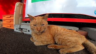 自販機前に鎮座している野良猫「ジュース買うならモフってからにするニャン」
