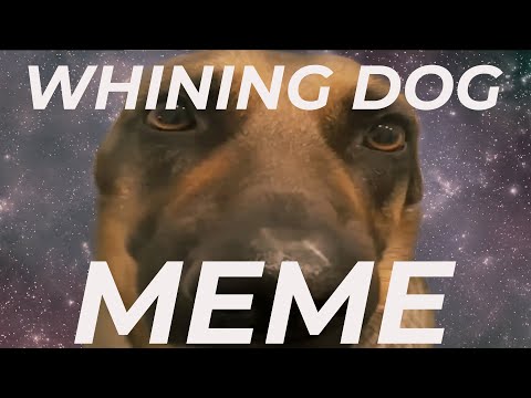 What's The "Whining Dog Meme" And Where Did It Come From?