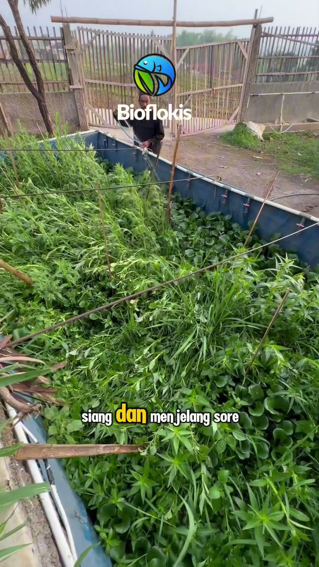 Budidaya Belut Sistem Bioflok: Solusi Efisien dan Berkelanjutan untuk Peningkatan Produksi