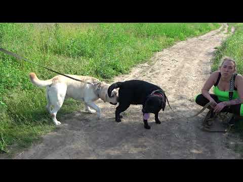 Video: Ukweli 6 Wa Kupendeza Kuhusu Labradors