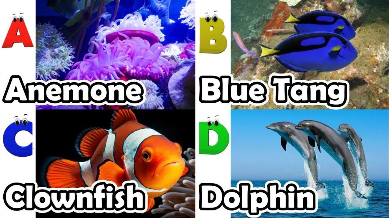 ABC Sea Animals | ABC Safari Animals 18TH2360 | Alphabet Animals Song for Kids | FT Kids Show