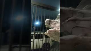 Shark Puppet Fireworks 15Th August 2022