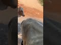 Animal fun #satisfying #viral #amaya #shorts