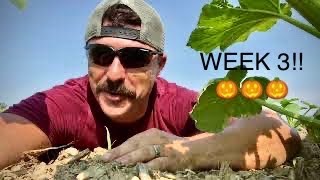 Pumpkin Patch Chronicles Week 3!!!!🎃
