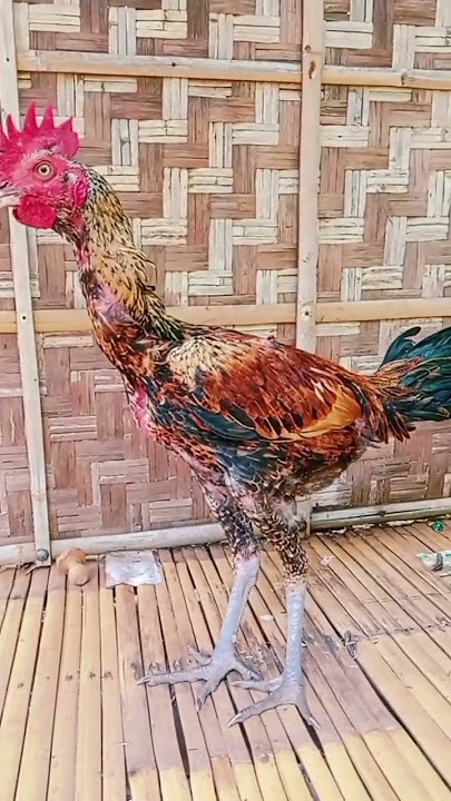 Tipe atau pola ayam pama #shortvideo #tips #obatayam #ayam  #funny