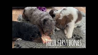 Bernedoodle Puppies Playing by Regency Doodles 158 views 10 months ago 2 minutes, 57 seconds