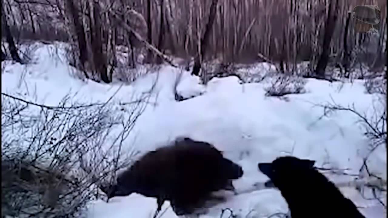 Охота на медведя видео 2023. Охота на медведя Берлога Сибирь. Опасная охота на медведя с берлоги. Охота на медведя в берлоге видео.