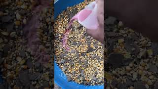 Day 164 Concentrate Feeds Is A Mandatory Feed For Fattening Mini Vlogs With Farmers Market Farm